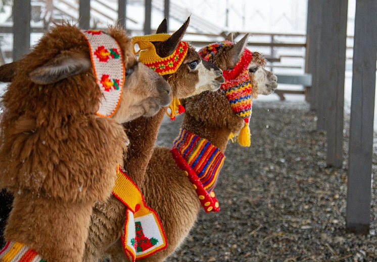 Обитатели парка «Пача Мама» получили необычные новогодние подарки, фото 2 - круглогодичный курорт «Роза Хутор»