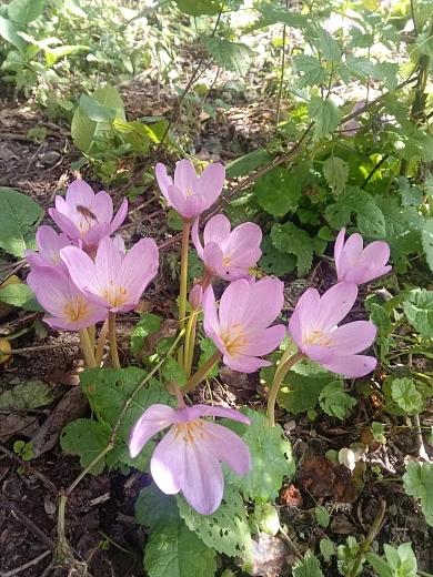 На Роза Хутор зацвел краснокнижный Безвременник великолепный, фото 4 - круглогодичный курорт «Роза Хутор»