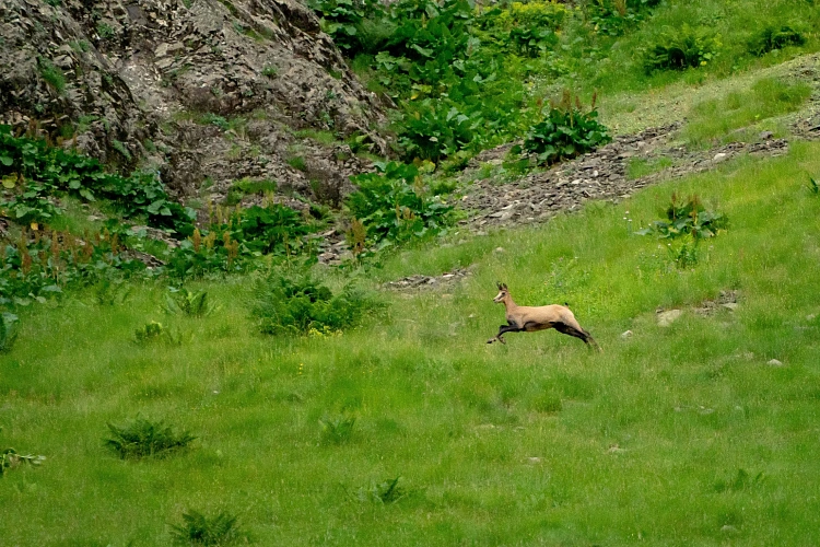 На «Роза Хутор» заботятся о биоразнообразии в горах , фото 3 - круглогодичный курорт «Роза Хутор»