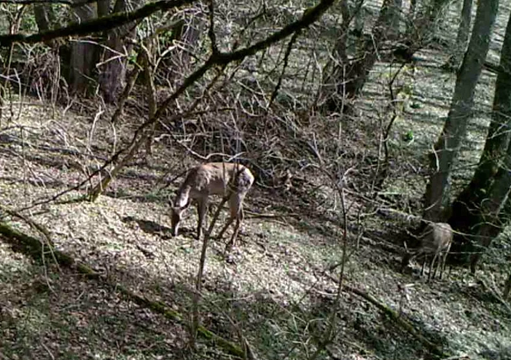 На «Роза Хутор» заботятся о благополучии обитателей горных лесов , фото 2 - круглогодичный курорт «Роза Хутор»