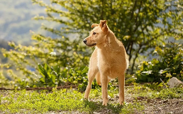 «Роза Хутор» будет сотрудничать с АНО Защиты и содержания животных «БИМ», фото 1 - круглогодичный курорт «Роза Хутор»