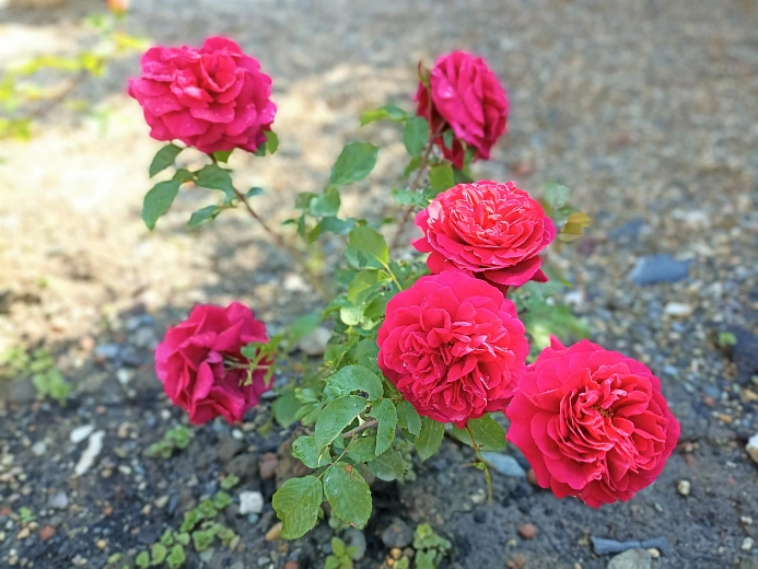 Новый сорт русской кустовой розы из Рязани прижился в горах Сочи, фото 2 - круглогодичный курорт «Роза Хутор»