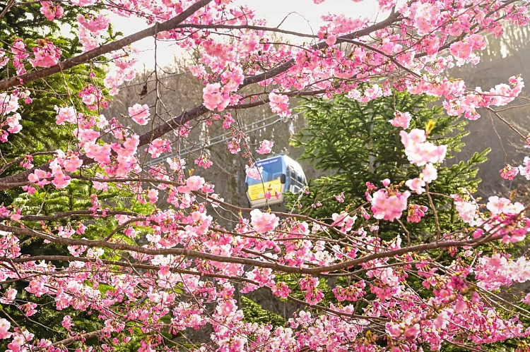 На «Роза Хутор» расцвела сакура , фото 3 - круглогодичный курорт «Роза Хутор»