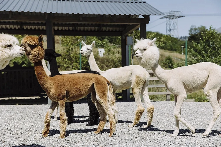 Парк альпак «Пача Мама» теперь в Роза Бонус!, фото 1 - круглогодичный курорт «Роза Хутор»