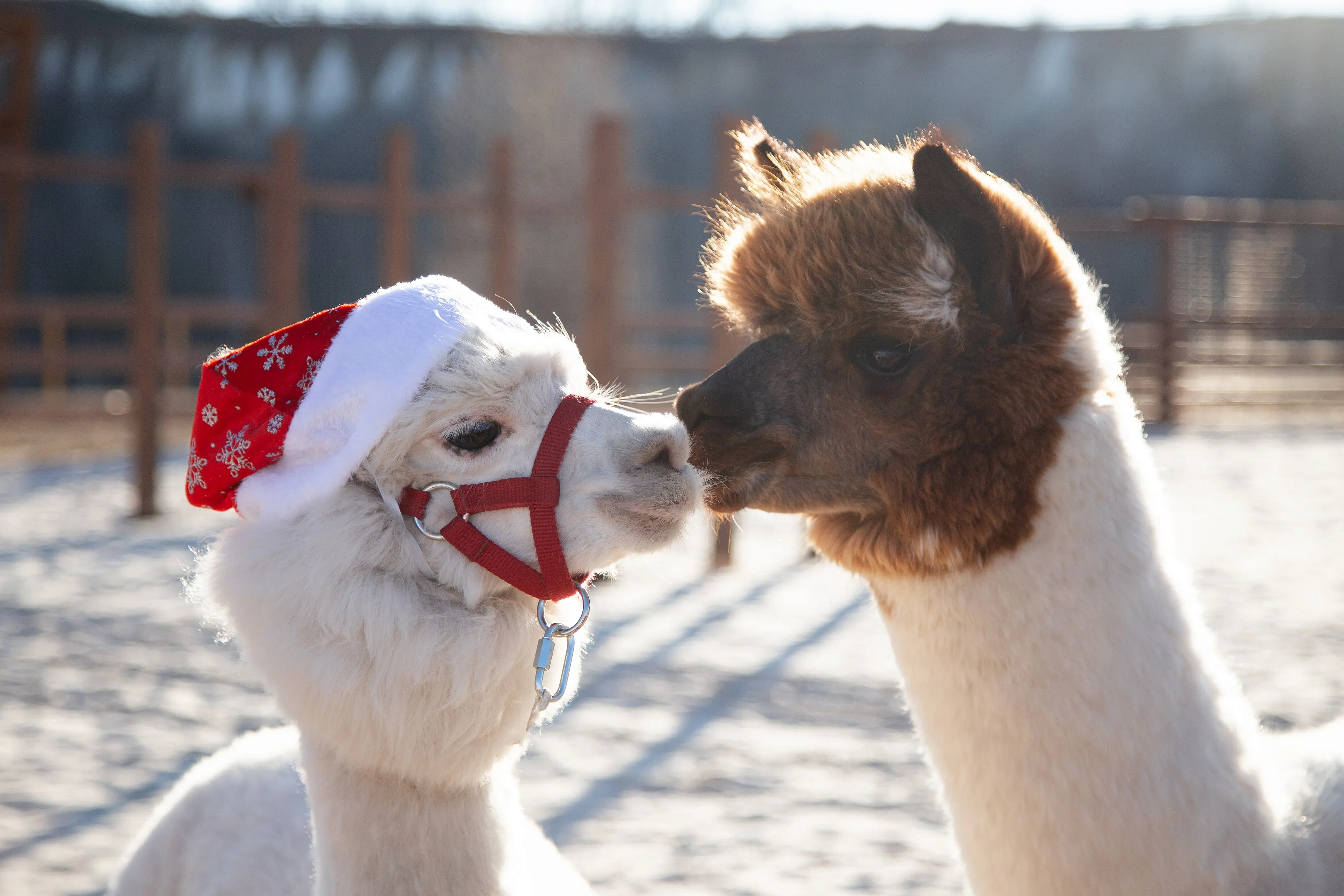 Альпака-ёлка, фото 1 - круглогодичный курорт «Роза Хутор»