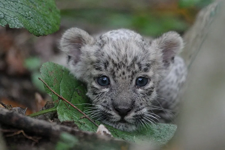День леопарда отметят на курорте, фото 4 - круглогодичный курорт «Роза Хутор»