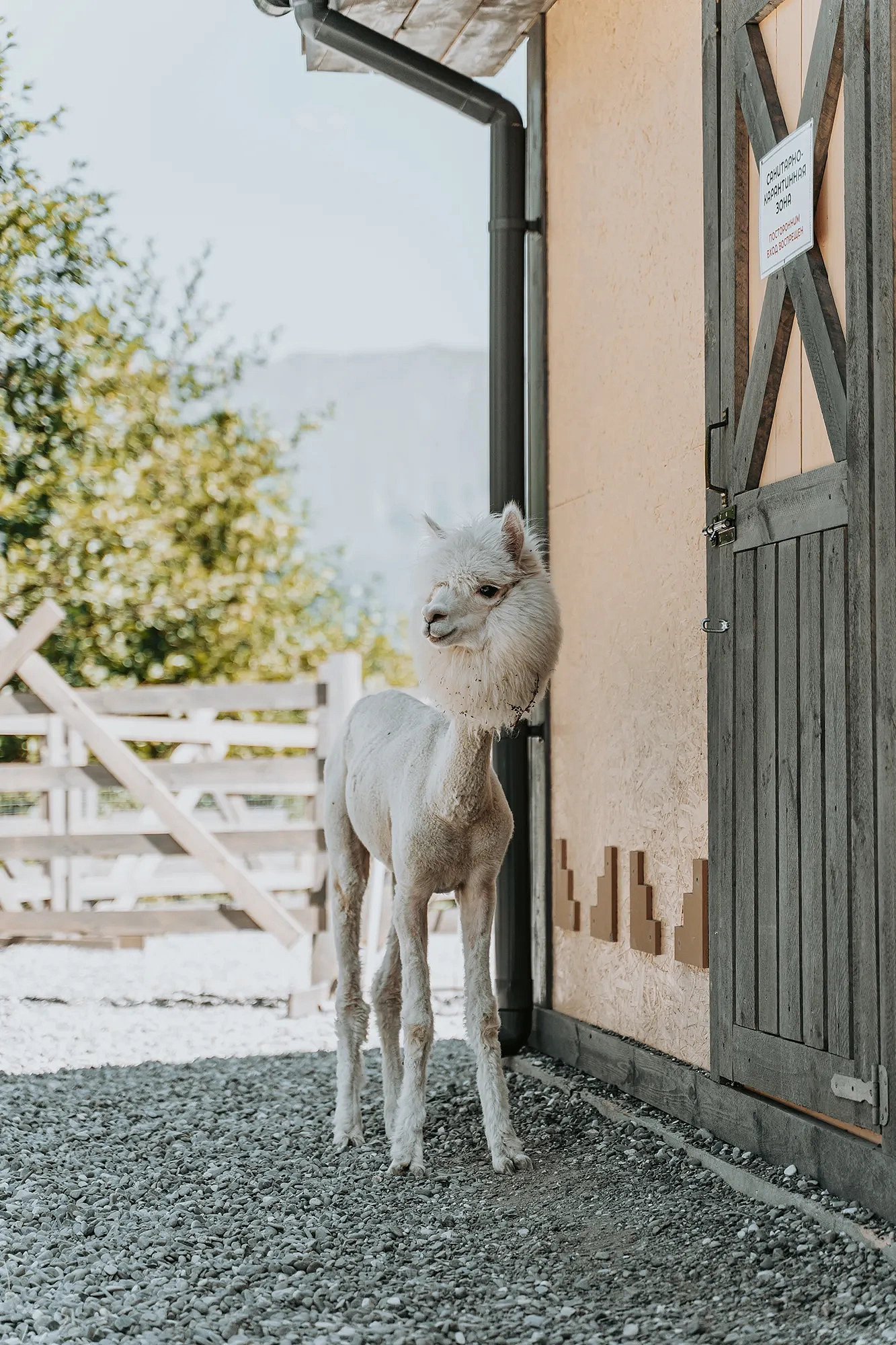 Тропа Путь к альпакам, фото 2 - круглогодичный курорт «Роза Хутор»