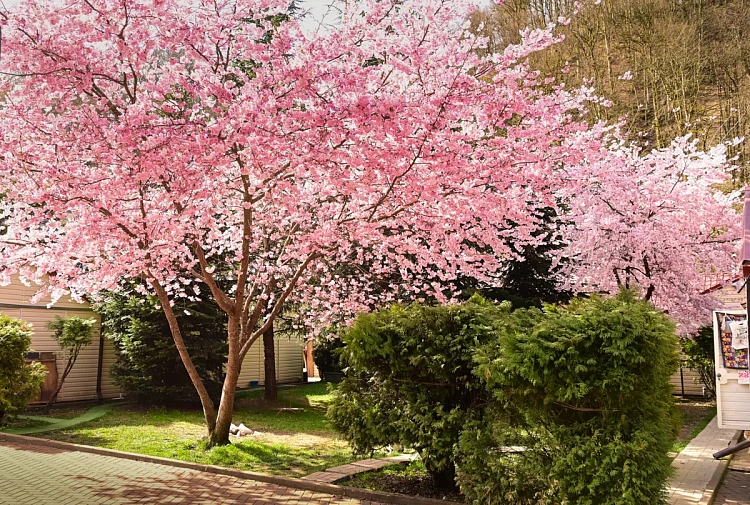 На «Роза Хутор» расцвела сакура , фото 1 - круглогодичный курорт «Роза Хутор»