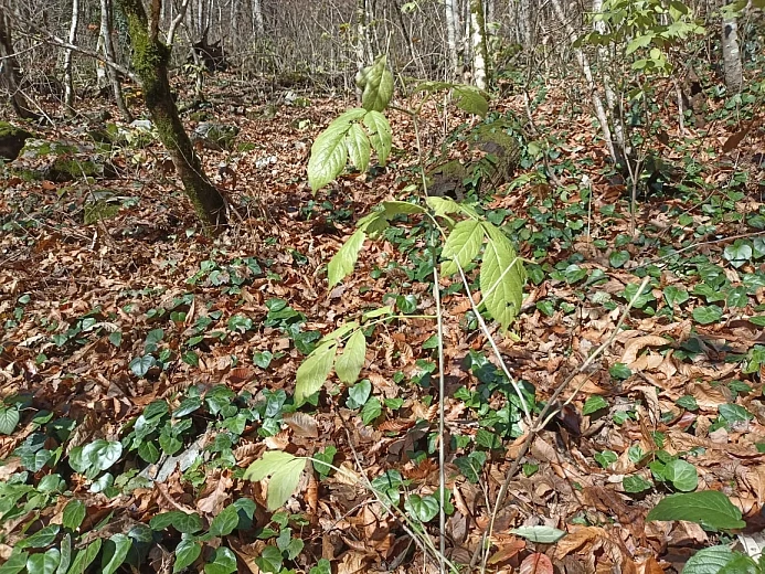 На курорте высадили 17 тысяч саженцев черной ольхи, фото 2 - круглогодичный курорт «Роза Хутор»