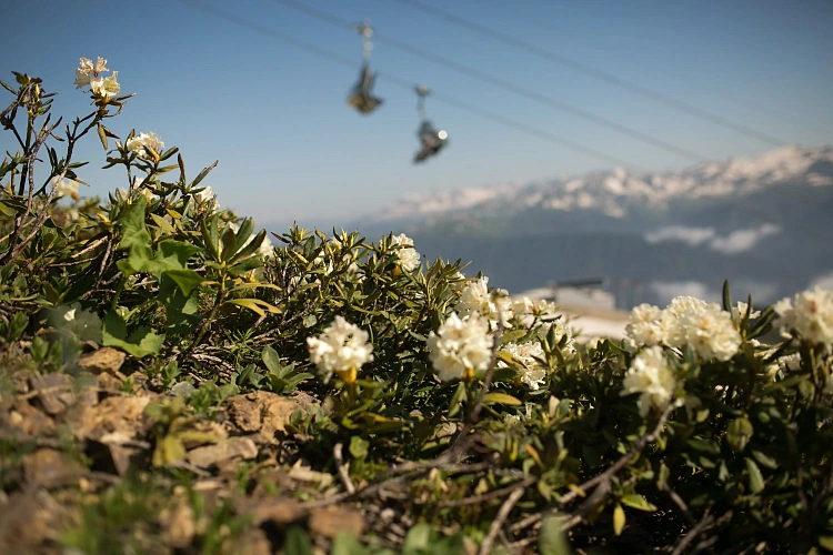 Рододендроны зацвели в горах Сочи на «Роза Хутор», фото 3 - круглогодичный курорт «Роза Хутор»