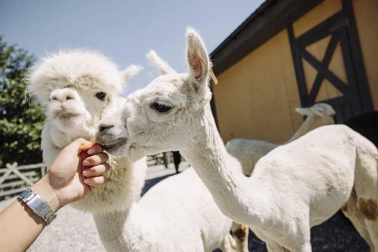 Парк альпак «Пача Мама» теперь в Роза Бонус!, фото 2 - круглогодичный курорт «Роза Хутор»
