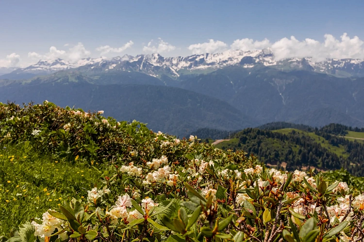 На «Роза Хутор» началось цветение рододендронов, фото 1 - круглогодичный курорт «Роза Хутор»