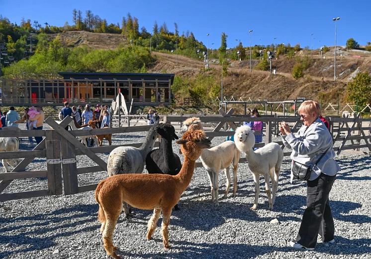 Парк альпак «Пача Мама» на «Роза Хутор» принял более 14 тысяч гостей , фото 3 - круглогодичный курорт «Роза Хутор»