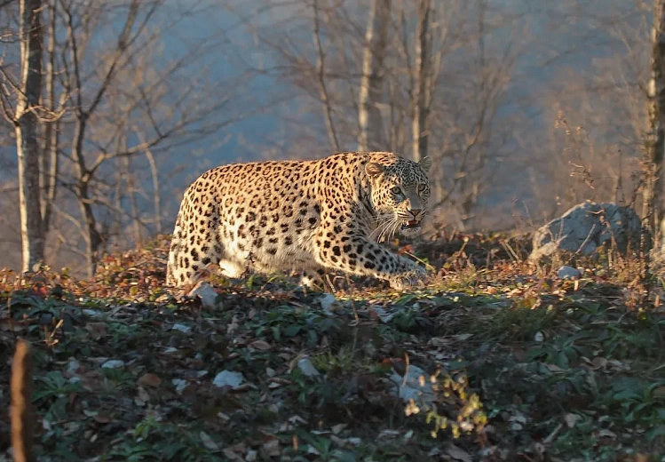 День леопарда отметят на курорте, фото 1 - круглогодичный курорт «Роза Хутор»