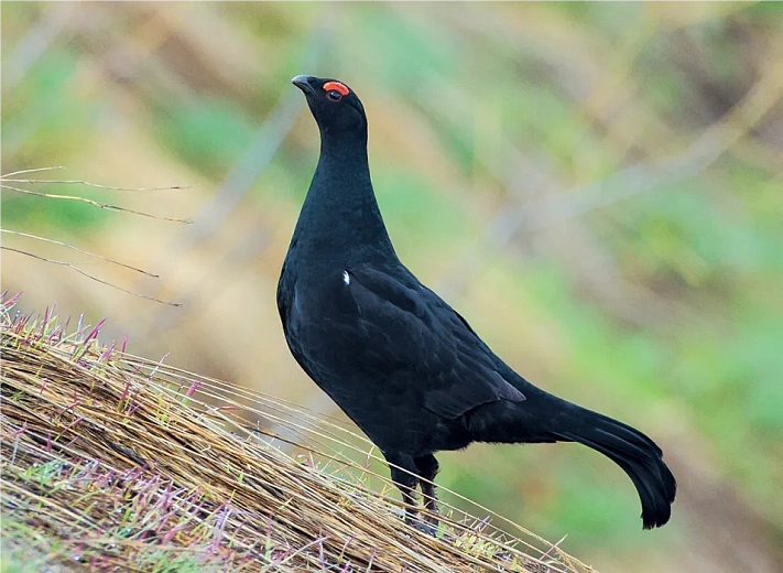 Уникальный практикум для детей «Тайная жизнь птиц» разработали на Роза Хутор, фото 5 - круглогодичный курорт «Роза Хутор»