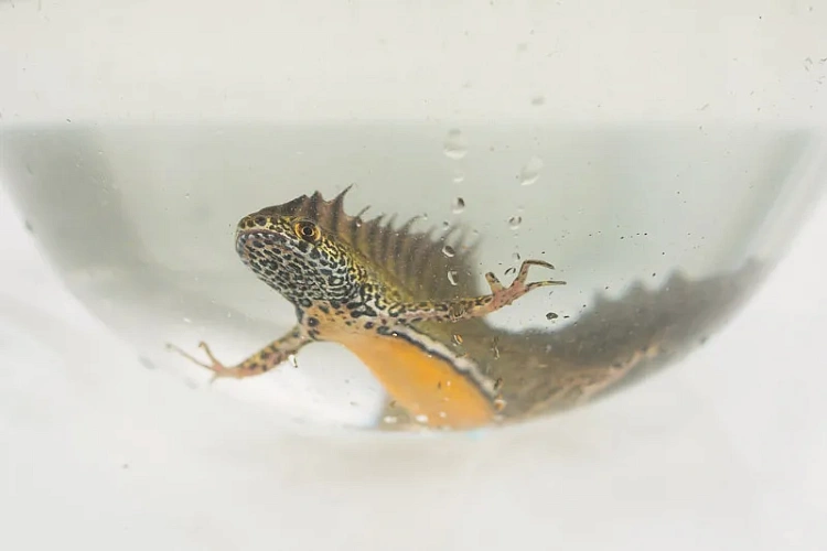 Озеро для тритонов, фото 3 - круглогодичный курорт «Роза Хутор»