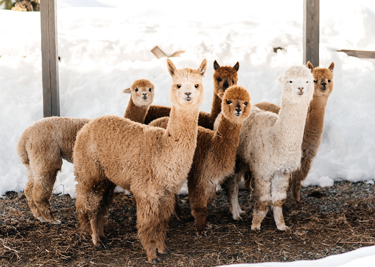 Редкие альпаки появились на «Роза Хутор», фото 3 - круглогодичный курорт «Роза Хутор»