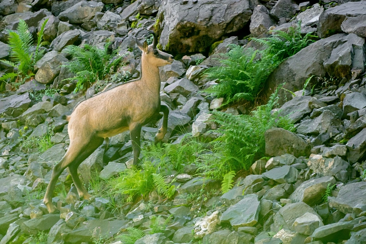 Роза Хутор заботится о сохранении биоразнообразия горного Причерноморья, фото 4 - круглогодичный курорт «Роза Хутор»