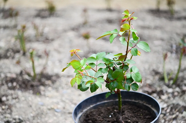 Новый сорт роз назвали в честь горного курорта «Роза Хутор», фото 5 - круглогодичный курорт «Роза Хутор»