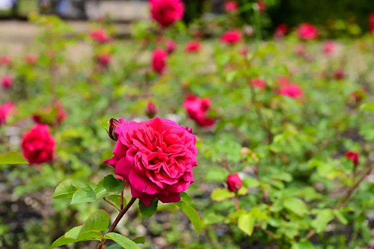 Новый сорт русской кустовой розы из Рязани прижился в горах Сочи, фото 1 - круглогодичный курорт «Роза Хутор»