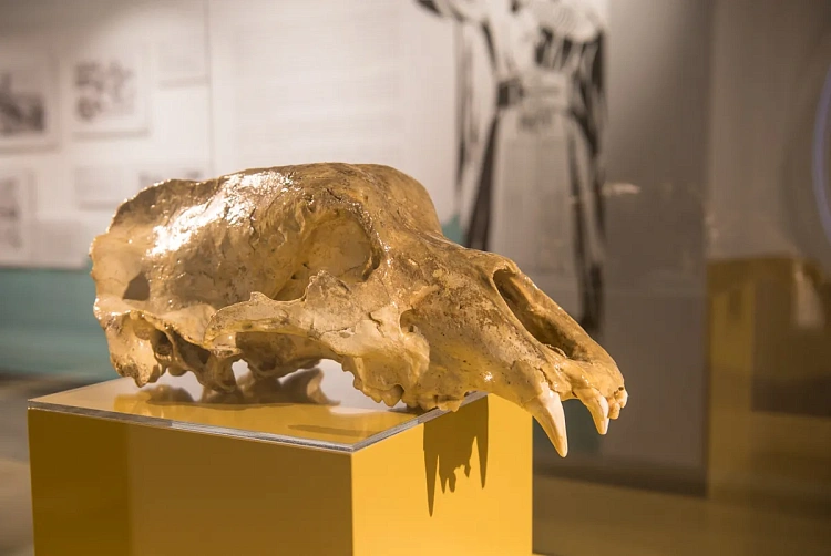 На «Роза Хутор» готовятся к школьным каникулам, фото 3 - круглогодичный курорт «Роза Хутор»