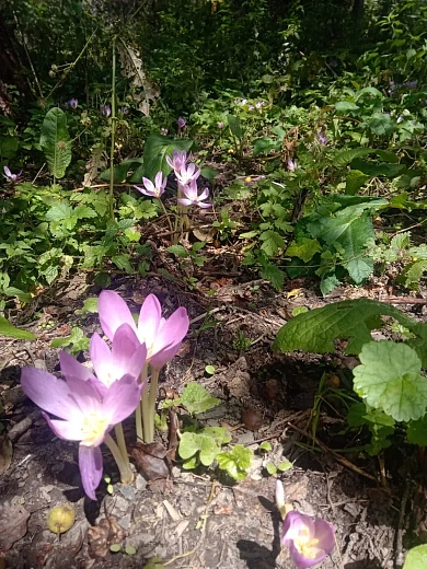На Роза Хутор зацвел краснокнижный Безвременник великолепный, фото 1 - круглогодичный курорт «Роза Хутор»