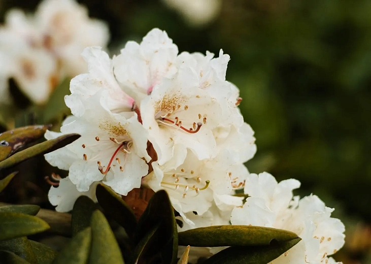 На «Роза Хутор» началось цветение рододендронов, фото 2 - круглогодичный курорт «Роза Хутор»