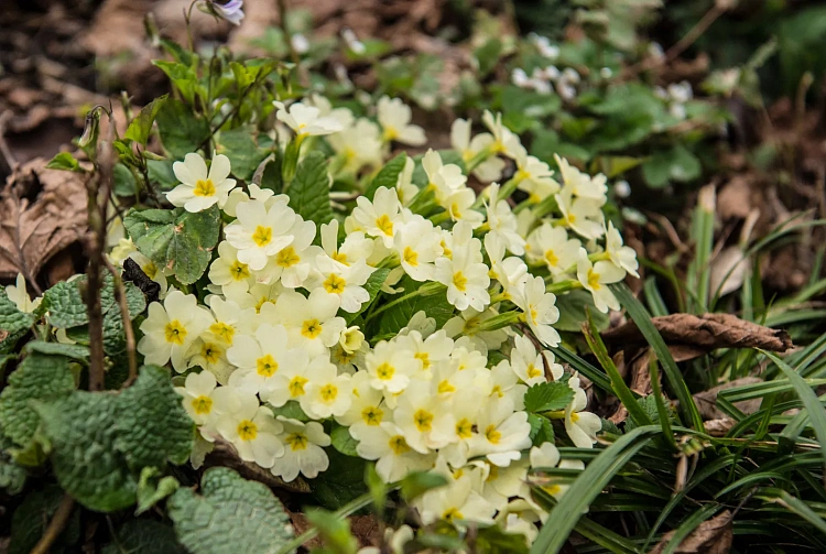 На «Роза Хутор» появились первоцветы, фото 2 - круглогодичный курорт «Роза Хутор»