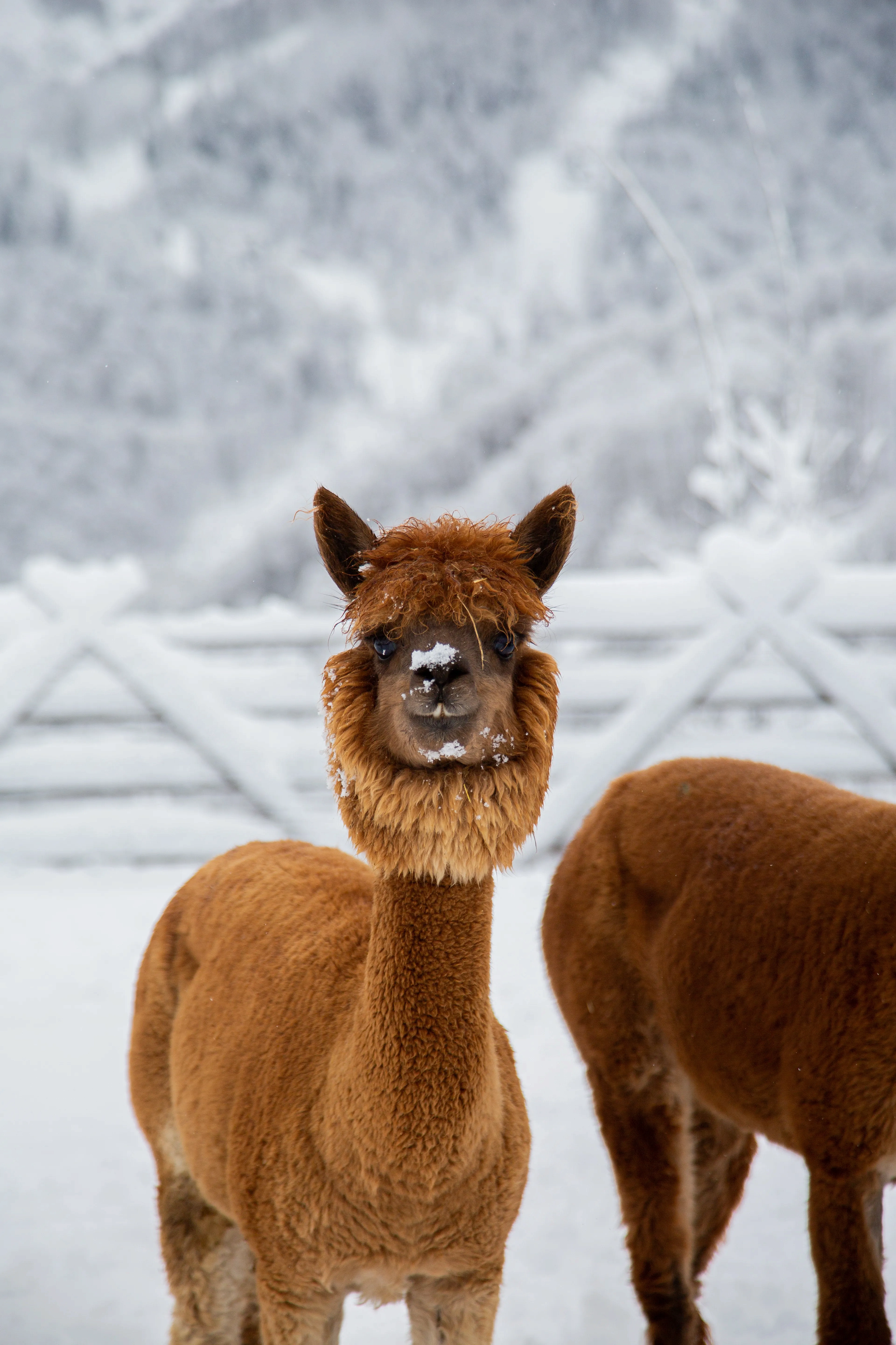 Альпака-ёлка, фото 4 - круглогодичный курорт «Роза Хутор»