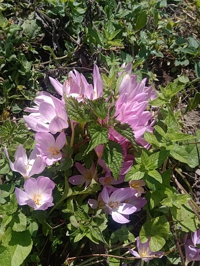 На Роза Хутор зацвел краснокнижный Безвременник великолепный, фото 5 - круглогодичный курорт «Роза Хутор»