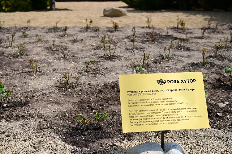 Новый сорт роз назвали в честь горного курорта «Роза Хутор», фото 3 - круглогодичный курорт «Роза Хутор»
