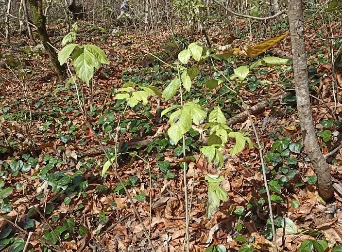На курорте высадили 17 тысяч саженцев черной ольхи, фото 1 - круглогодичный курорт «Роза Хутор»