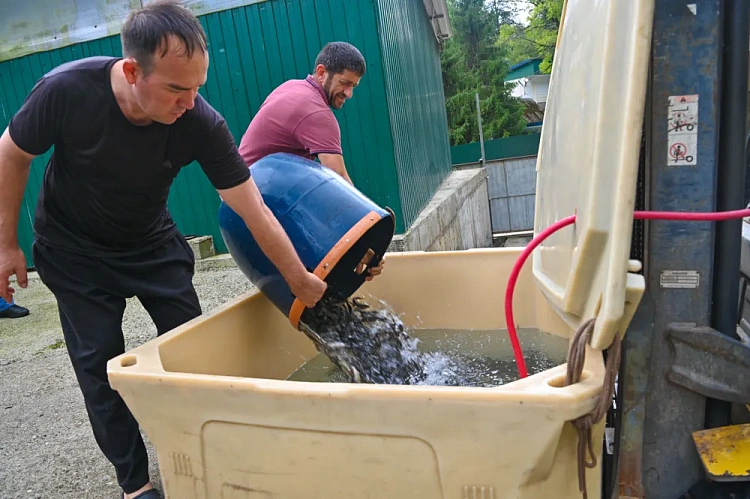 В Черном море станет больше краснокнижного лосося, фото 3 - круглогодичный курорт «Роза Хутор»