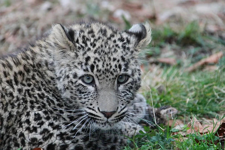 День леопарда отметят на курорте, фото 2 - круглогодичный курорт «Роза Хутор»