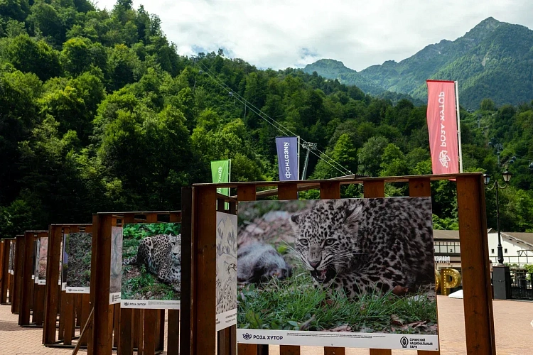 День леопарда отметят на «Роза Хутор», фото 3 - круглогодичный курорт «Роза Хутор»