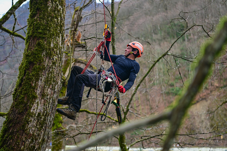 На «Роза Хутор» стартовал научный проект по спасению каштановых лесов Кавказа, фото 1 - круглогодичный курорт «Роза Хутор»