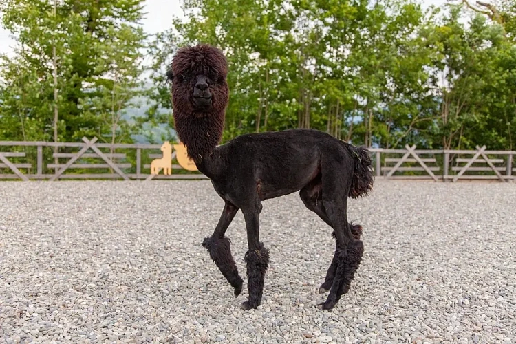 Обитатели парка альпак «Пача Мама» получили новые прически , фото 3 - круглогодичный курорт «Роза Хутор»