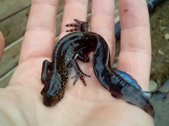 Озеро для тритонов, фото 2 - круглогодичный курорт «Роза Хутор»