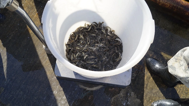 Роза Хутор восстанавливает популяцию кумжи, фото 3 - круглогодичный курорт «Роза Хутор»